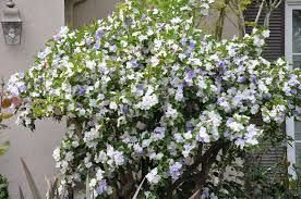 Image result for Brunfelsia pauciflora