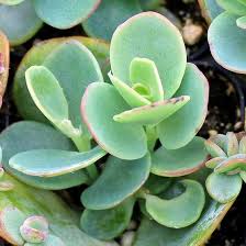 Kalanchoe Marnieriana Marnier S Kalanchoe Plants Succulents Wholesale Succulents