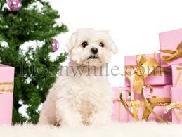 Life On White Maltese Sitting In Front Of Christmas Decorations Against White Background