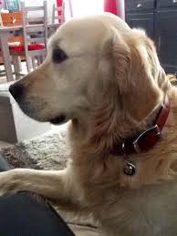 Enji Porte Un Collier Cuir Personnalise Avec Son Nom Son N De Portable Et Aussi Une Medaille Porte Bonheur Gravee Http W Chien Cuir Rouge Tous Les Chiens