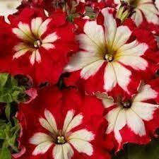 Ape Can Can Cherry Rose Petunia Seedscharming Etsy In 2020 Petunia Flower Petunia Plant Flower Seeds