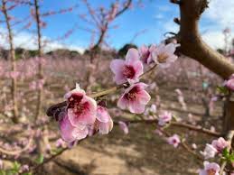 Since each fruit only houses one seed, the tree wants to hold on to all the fruit. In Spain The Stone Fruit Trees Are Blooming