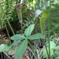 Aka arisaema helleborifolium, whipcord cobra lily. Arisaema Consanguineum