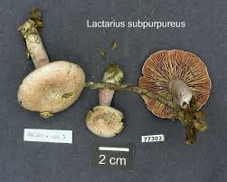 Image result for Lactarius mutabilis