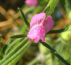 Image result for Misopates