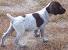 Cute German Shorthaired Pointer Puppies