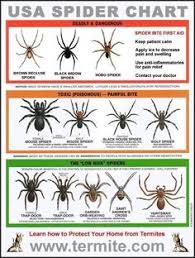 125 Best Spiders Images Spider Bugs Insects Beautiful Bugs
