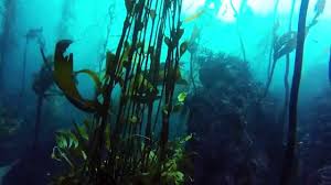 Gopro Point Lobos Scuba Diving And Monterey Bay Kayaking Youtube