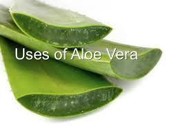 Pin By Homestead Survival On Homestead Survival Aloe Vera Hair Conditioning Treatment Aloe Vera Gel