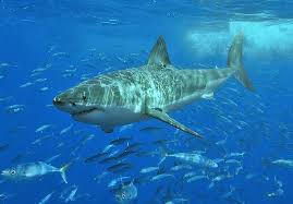 Great White Shark Carcharodon Carcharias Animals A Z