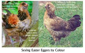 Img Easter Eggers Americauna Chickens Easter Egger Chicken