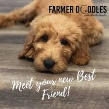 Goldendoodles are designer dogs, a hybrid resulting from breeding two purebred dogs. Recommended Breeder