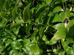 Image result for Asparagus asparagoides