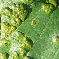 Lgende conditions propices au dveloppement de la maladie. Parasites Et Maladies De La Vigne Traitements Bio Maladie Vigne Vigne Culture Biologique