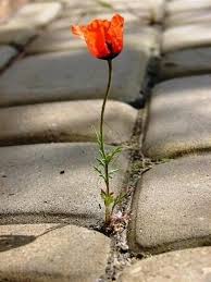 20 Photos Of Plants Growing In Unexpected Places Plants Beautiful Flowers Flowers