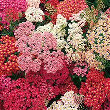 We did not find results for: Summer Berries Yarrow Seeds Perennial Flower Seeds