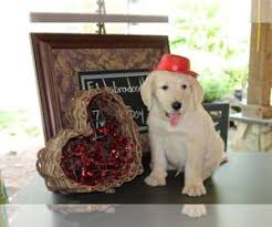 Please sign up to get our contact. Sheepadoodle Verified Dog Breeders Near Fort Mill South Carolina Usa Page 1 10 Per Page Puppyfinder Com