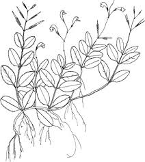 Image result for Buchnera capitata