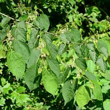 Image result for Alangium chinense