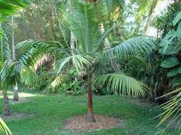 Image result for Acanthophoenix rubra