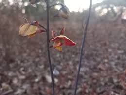 Image result for Polystachya dendrobiiflora