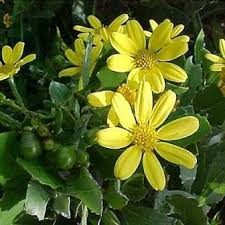 Image result for Chrysanthemoides