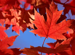 Lowest price of any online plant nursery guaranteed. Autumn Blaze Maple Leaf Naturebabe Photos Photography Flowers Plants Trees Trees Shrubs Maple Artpal
