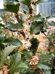Maybe you would like to learn more about one of these? Plantfiles Pictures Ilex Species English Holly European Holly Ilex Aquifolium By Captmicha