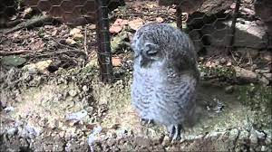 Maybe you would like to learn more about one of these? Taisma Mikrhs Koykoybagias Youtube