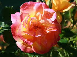 78 kostenlose bilder zum thema westerland. Strauchrose Westerland Expertenwissen Zu Dieser Rose