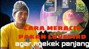 Racikan pakan kenceng bikin lovebird konslet fighter ngekek panjang. Pakan Lovebird Fighter Goldcoin Manfaat Gold Coin Cute766