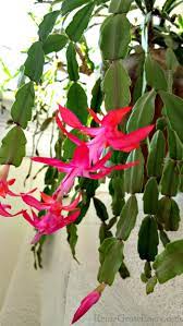 I will have to take a picture of my mom's christmas cactus it is huge and has. How To Care For A Christmas Cactus Plant Aka Schlumbergera Or Zygocactus Reuse Grow Enjoy