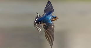Here, we used data from an intensively studied promiscuous european barn swallow, hirundo rustica population in south. Barn Swallow Identification All About Birds Cornell Lab Of Ornithology
