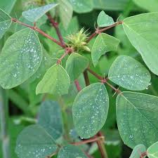 Image result for Desmodium tortuosum