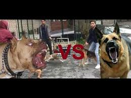 2 Pitbull Vs Alman Coban Kurduna Karsi Kurt Parcaladi Dark Days Youtube