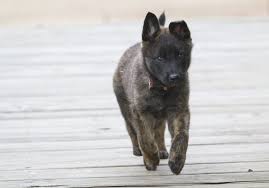 The dutch shepherd, also known as the hollandse herdershond, is very closely related to the belgian shepherd and both breeds originated from the same general gene pool of herding dogs that also produced the german shepherd. Dutch Shepherd The Complete Breed Guide All Things Dogs All Things Dogs