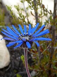 Image result for Felicia grantii