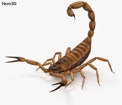 3d Model Of Scorpion Hd 3d Model Model Scorpion