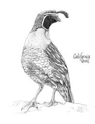 Beautiful California Valley Quail Coloring Page Coloring Pages Coloring Pictures Color Pencil Art