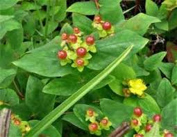 May 13, 2020 · st. How To Grow Hypericum