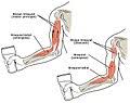 Check spelling or type a new query. Category Muscles Of The Human Arm Wikimedia Commons