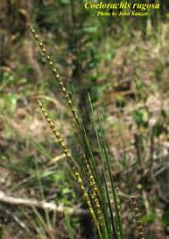 Image result for Coelorachis