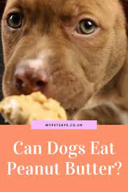 Can Dogs Eat Peanut Butter In 2020 Peanut Butter For Dogs Can Dogs Eat Dog Eating