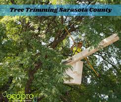 Questions To Ask Tree Trimming Experts In Sarasota County Before Hiring Ecopro Outdoor Solutions In 2021 Tree Trimming Service Tree Trimming Tree Removal Service