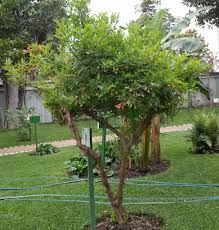 Image result for Tecoma fulva