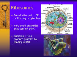 We humans have several trillions of cells in our body. Looking Inside Cells Plant Animal Bacterial Cell Size Most Cells Range In Size Between 1 To 100 Micrometers In 1 Meter There Are 100 000 Micrometers Ppt Download