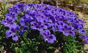 Image result for Aptosimum procumbens