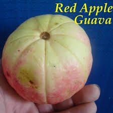 Check spelling or type a new query. Polynesian Produce Stand Red Apple Guava Psidium Guajava Yummy Super Sweet Rare Cultivar Live Seedling