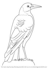 Learn How To Draw An Australian Magpie Birds Step By Step Drawing Tutorials Bird Drawings Magpie Art Bird Art