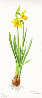 Narcisse Tete A Tete Jpg 350 800 Piksel Flower Painting Flower Art Botanical Prints